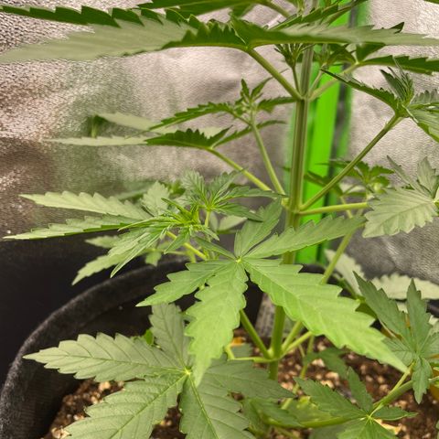 Critical 2.0 Auto growlog timeline photo