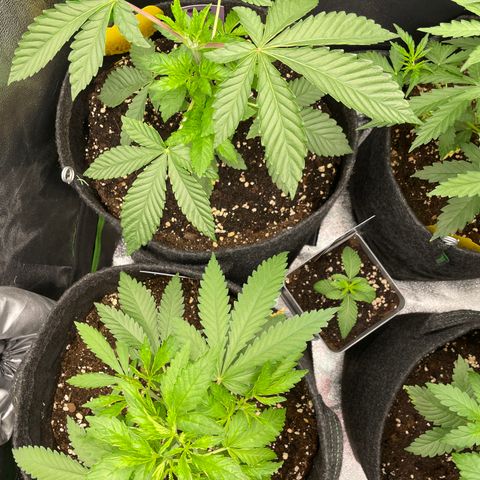 Fresh pressed Runtz  growlog timeline photo