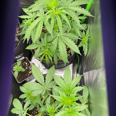 Fresh pressed Runtz  growlog timeline photo