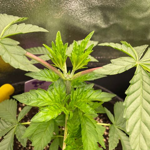 Fresh pressed Runtz  growlog timeline photo