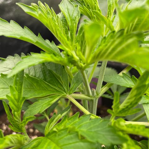 Calypso Sunrocks #1 growlog timeline photo