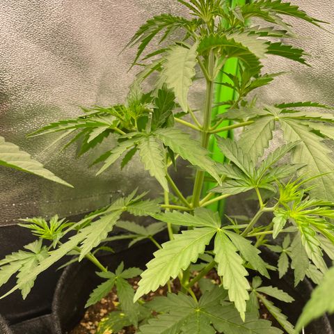 Critical 2.0 Auto growlog timeline photo