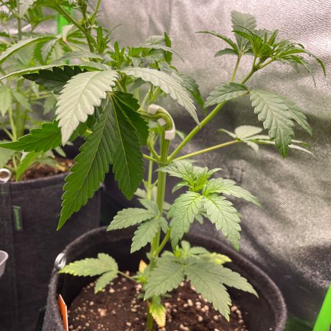 Gnomo Auto growlog timeline photo