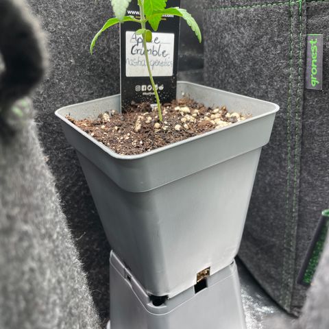 Unbekannte Sorte growlog timeline photo
