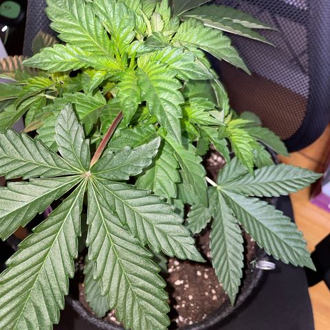 Fresh pressed Runtz  growlog timeline photo