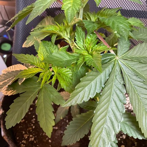 Fresh pressed Runtz  growlog timeline photo
