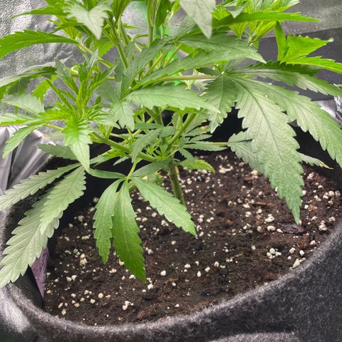 Calypso Sunrocks #1 growlog timeline photo