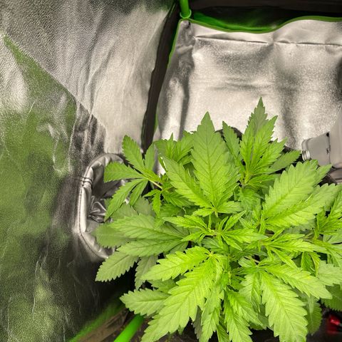 Calypso Sunrocks #1 growlog timeline photo