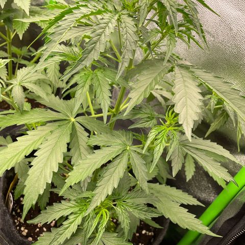 Critical 2.0 Auto growlog timeline photo