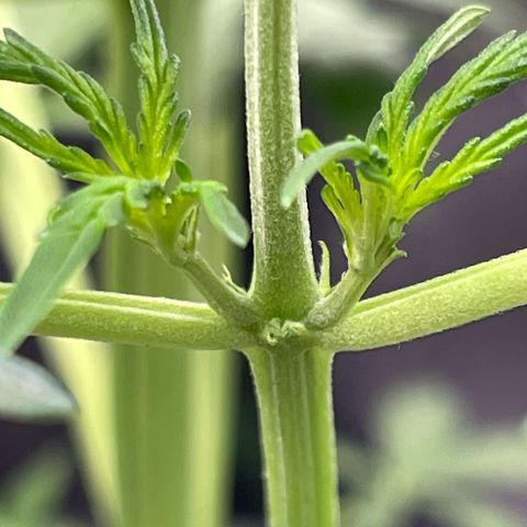 Critical 2.0 Auto growlog timeline photo