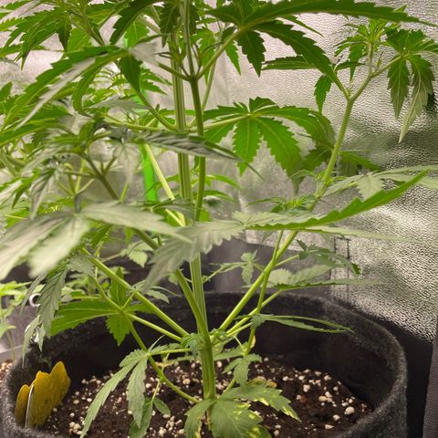 Critical 2.0 Auto growlog timeline photo