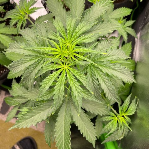 Critical 2.0 Auto growlog timeline photo