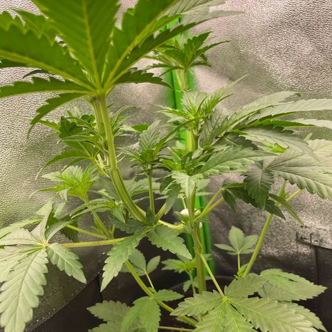 Gnomo Auto growlog timeline photo
