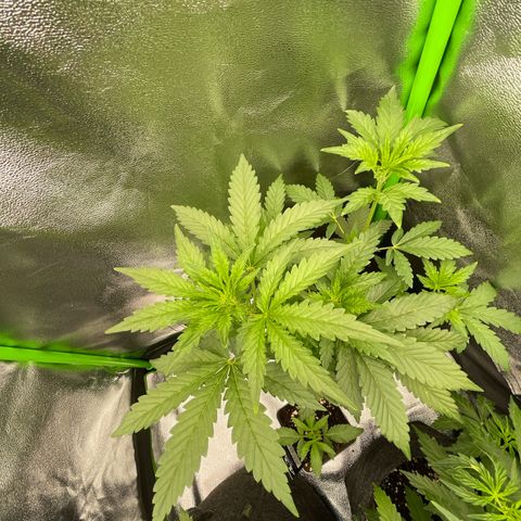 Gnomo Auto growlog timeline photo