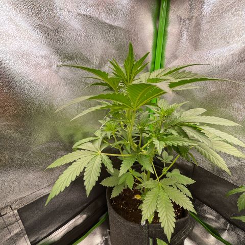 Gnomo Auto growlog timeline photo
