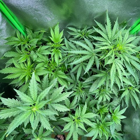 Fresh pressed Runtz  growlog timeline photo
