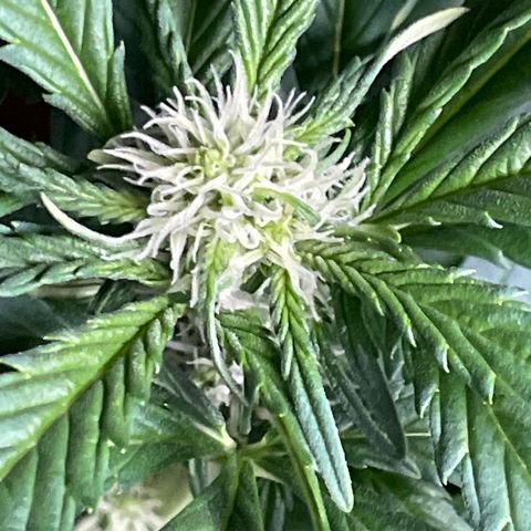 Gnomo Auto growlog timeline photo