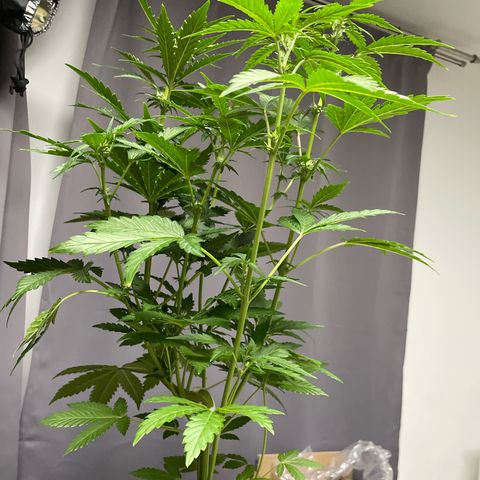 Gnomo Auto growlog timeline photo