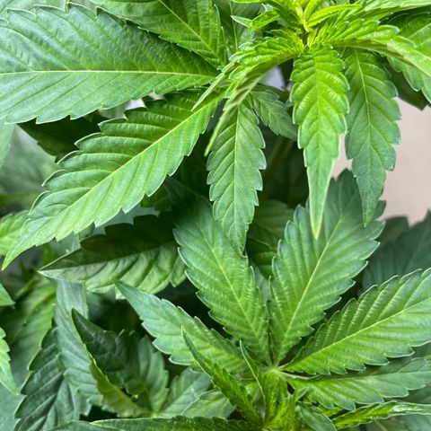 Fresh pressed Runtz  growlog timeline photo