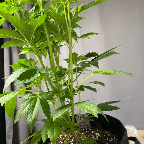 Fresh pressed Runtz  growlog timeline photo