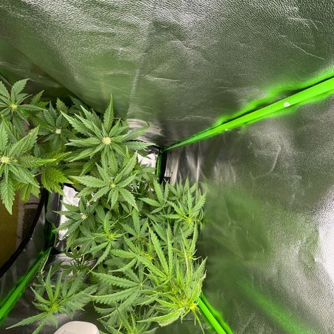 Critical 2.0 Auto growlog timeline photo