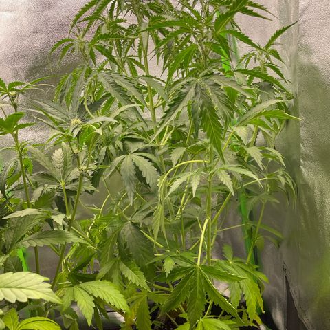 Critical 2.0 Auto growlog timeline photo