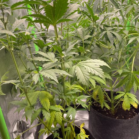 Gnomo Auto growlog timeline photo