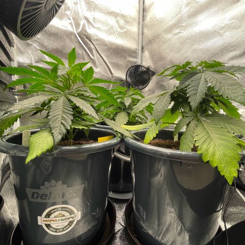Feminised OG Kush growlog timeline photo