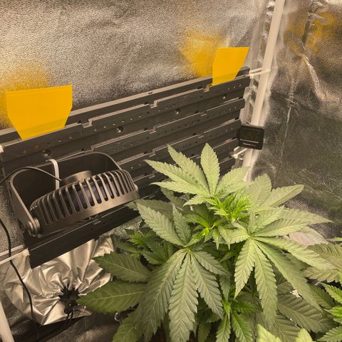 Feminised OG Kush growlog photo: RestDay für Karl und 3 (nur etwas die Tribe freigelegt) + 2 kleine toppings bei Sticker 

Pflanzen sind vital und kräftig, Kaliummangel bei 3 geht zurück ! 