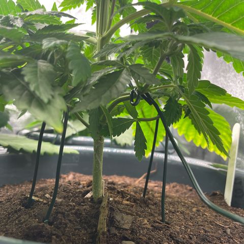 Feminised OG Kush growlog timeline photo