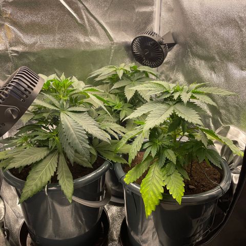 Feminised OG Kush growlog photo: RestDay für Karl und 3 (nur etwas die Tribe freigelegt) + 2 kleine toppings bei Sticker 

Pflanzen sind vital und kräftig, Kaliummangel bei 3 geht zurück ! 