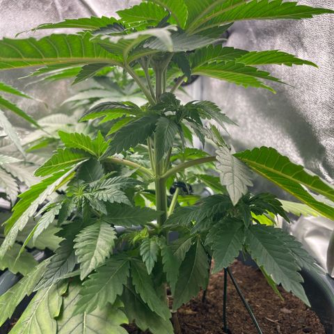 Feminised OG Kush growlog photo: RestDay für Karl und 3 (nur etwas die Tribe freigelegt) + 2 kleine toppings bei Sticker 

Pflanzen sind vital und kräftig, Kaliummangel bei 3 geht zurück ! 