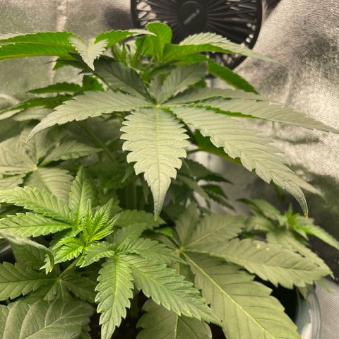 Feminised OG Kush growlog photo: RestDay für Karl und 3 (nur etwas die Tribe freigelegt) + 2 kleine toppings bei Sticker 

Pflanzen sind vital und kräftig, Kaliummangel bei 3 geht zurück ! 
