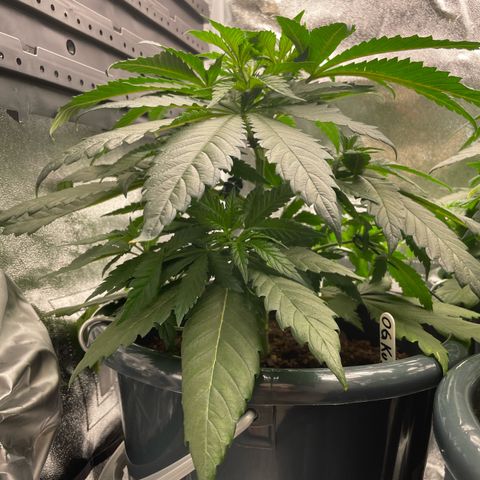 Feminised OG Kush growlog photo: Sticker 