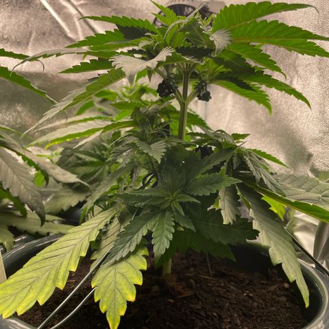 Feminised OG Kush growlog photo: 3
