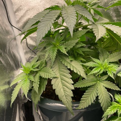 Feminised OG Kush growlog photo: Karl 