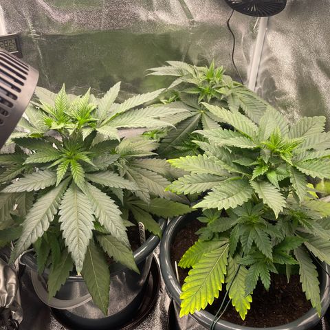 Feminised OG Kush growlog timeline photo