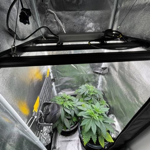 Feminised OG Kush growlog timeline photo
