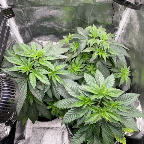 Feminised OG Kush growlog timeline photo