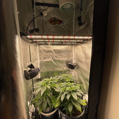 Feminised OG Kush growlog timeline photo