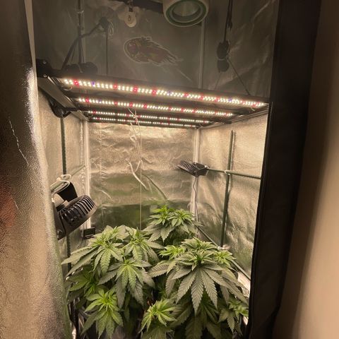 Feminised OG Kush growlog timeline photo
