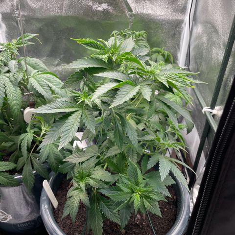 Feminised OG Kush growlog photo: Vorne rechts -> 3
Hinten rechts -> Karl
Mitte links-> Sticker