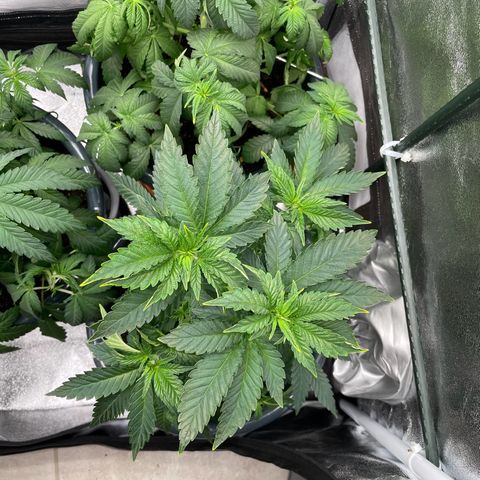 Feminised OG Kush growlog photo: Vorne rechts -> 3
Hinten rechts -> Karl
Mitte links-> Sticker
