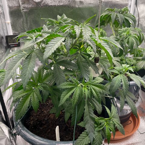 Feminised OG Kush growlog photo: Vorne rechts -> 3
Hinten rechts -> Karl
Mitte links-> Sticker