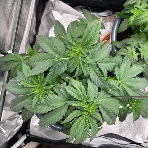 Feminised OG Kush growlog photo: Vorne rechts -> 3
Hinten rechts -> Karl
Mitte links-> Sticker
