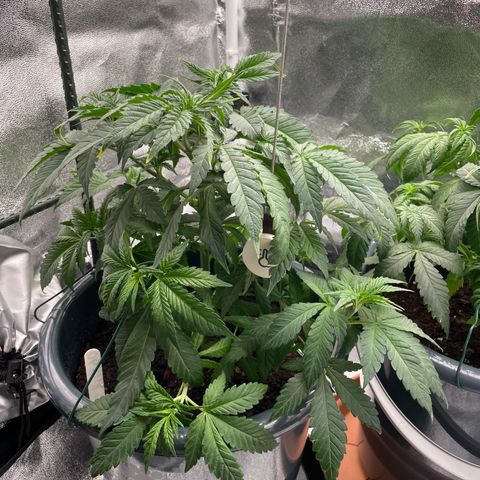 Feminised OG Kush growlog photo: Vorne rechts -> 3
Hinten rechts -> Karl
Mitte links-> Sticker