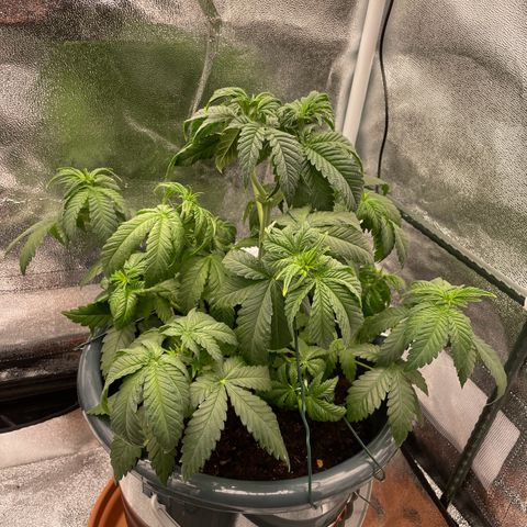 Feminised OG Kush growlog photo: Vorne rechts -> 3
Hinten rechts -> Karl
Mitte links-> Sticker