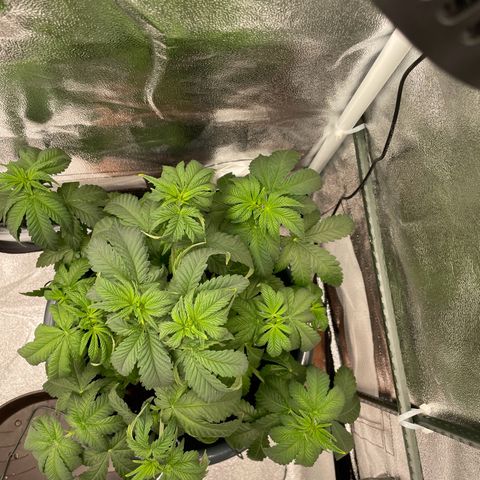 Feminised OG Kush growlog photo: Vorne rechts -> 3
Hinten rechts -> Karl
Mitte links-> Sticker