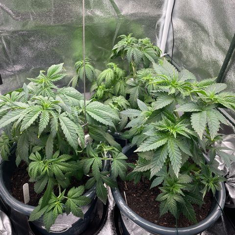 Feminised OG Kush growlog timeline photo