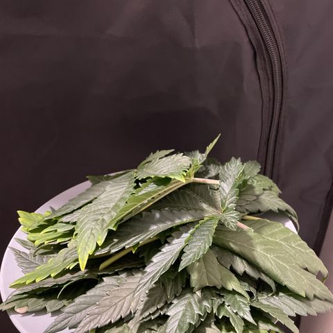 Feminised OG Kush growlog timeline photo